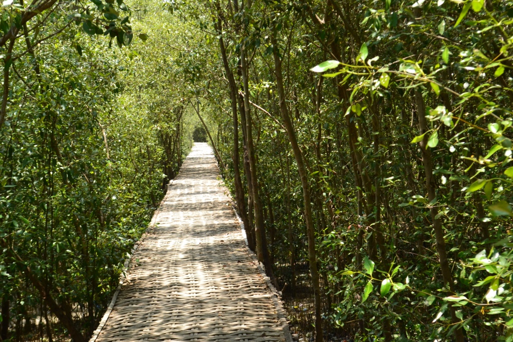 Yang Hijau Di Hutan Mangrove Wonorejo, Surabaya – 1001malam